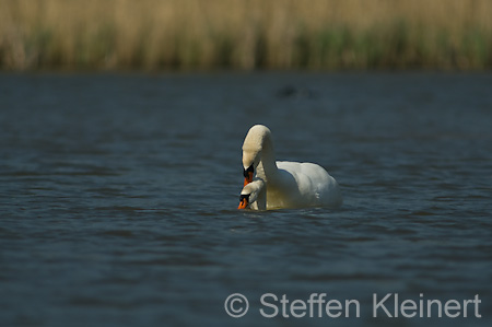 030 Höckerschwan - Paarung (Cygnus olor)